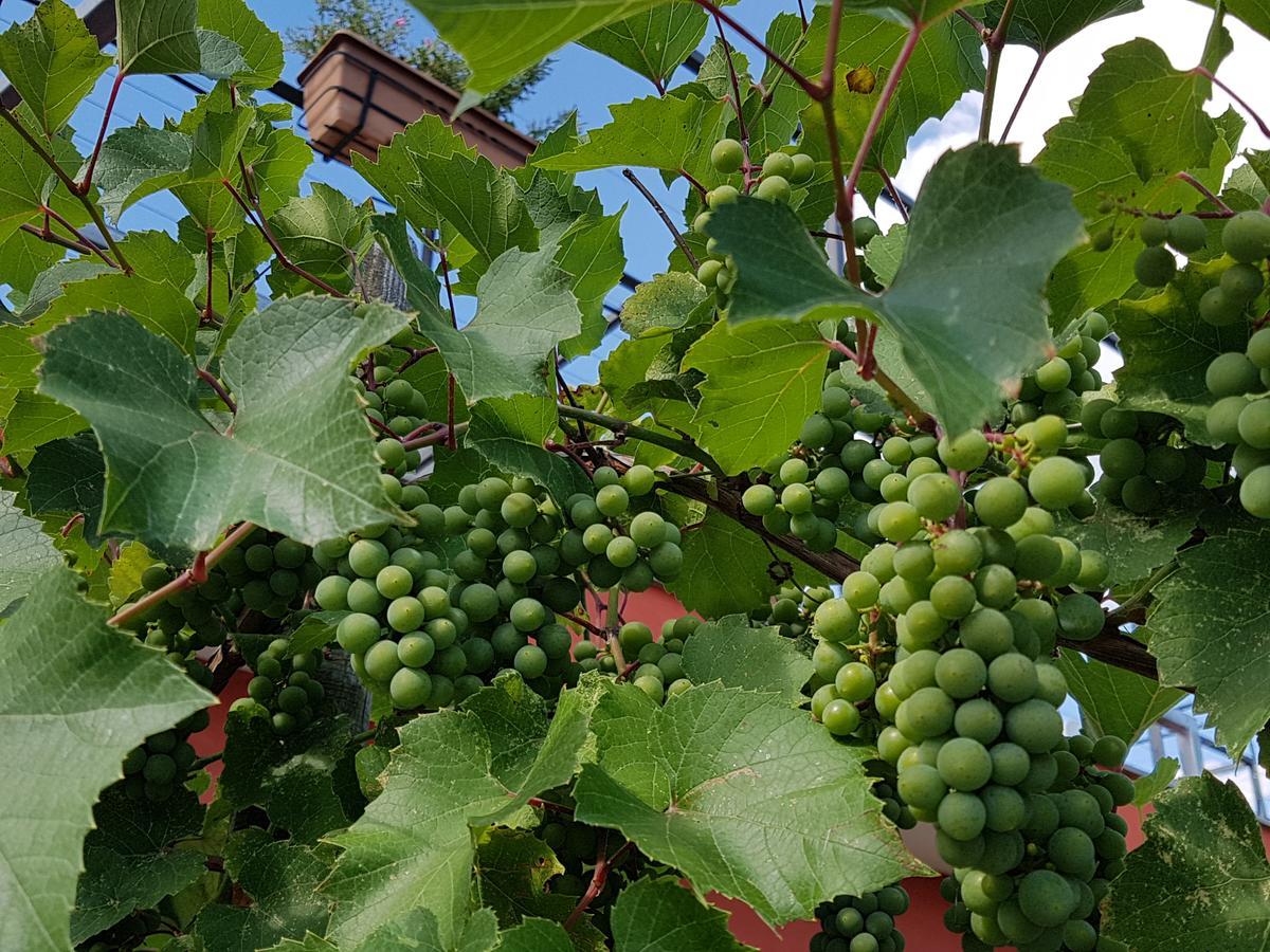 Agriturismo Frascje Dai Spadons Villa Pradamano Ngoại thất bức ảnh